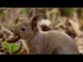 Wild France - A Spectacular Journey | Part 2 | Free Documentary Nature