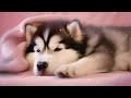 【アラスカン・マラミュートと一緒にぐっすり眠ろう】Relax and Sleep with an Alaskan Malamute Puppy ​⁠@sleepingdogs2123