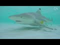Maya Bay Sharks