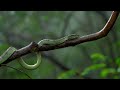 Malabar pit viper 🐍 | Amboli Hills | Macrophotography #wildlife #malabarpitviper #snake #photography