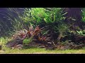 Planted Rainbowfish Aquarium