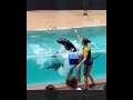 Sea Live Show On UAE Best Flipper Sea Amazing Orca Show @flipperdolphinshow