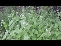 Toothwort and Garlic Mustard