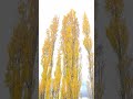 Golden Poplars, Meadow Flat