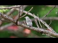 木棉花上吸蜜的灰頭椋鳥/Chestnut-tailed Starling