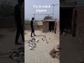 Trying to catch new pigeon