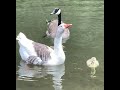 Mill pond goslings part two