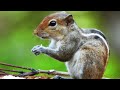 Indian palm squirrel or three-striped palm squirrel / गिलहरी / पाँचधारी गिलहरी