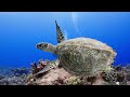 Aquarium 4k VIDEO (ULTRA HD) 🐠 Beautiful Coral Reef Fish in Aquarium 4K + Peaceful Relaxing Music #8