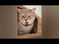 CLASSIC Dog and Cat Videos😽1 HOURS of FUNNY Clips🤣