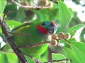 Top 10: Australian Parrots