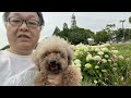 【from Nagoya】荒子川公園でラベンダーを見る with 犬（ふわり）【Tosan Channel】Viewing lavender with my dog at Arakogawa park