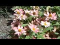 Butterflies Feed On Pink Zinnias