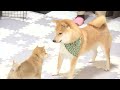 子犬が噛まれ、そして全てが終わった・・・