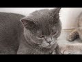 Funniest Cats And Dogs Videos 2024😺You Laugh You Lose 🐶