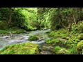 Spring water flowing through fresh greenery / Birds chirping / Enbara River
