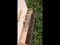 Main hives and nucs