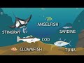 Ocean Animals for Kids | Learn all about the Animals and Plants that Live in the Ocean