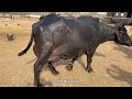 Pak Biggest 800 Nili Ravi Buffalo and Cow Dairy Farm ll SB Dairy and Livestock Farm