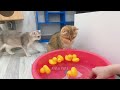 New Funny Cat and Dog Videos 😹🐶 Funniest Animals 😂 Part 7