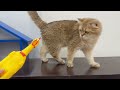 New Funny Animals 😂 Funniest Cats and Dogs Videos 😺🐶 Part 19