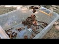 VIRALS Walking inside mountain to Millipede | Hunting lots big millipedes #insects #animal #pets