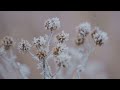 Discover the Magic of Frost Flowers!