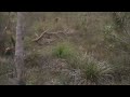 Grey Kangaroo in bush near city