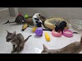 Funny Dogs And Cats Videos😹🐶Best Funniest Animal Videos 2024