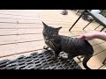 Barnaby gets brushed for the first time! 😻 #cutecat #feralcat