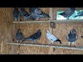 Let’s look at the young birds !!#racingpigeon #mentalhealth