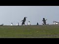 Chinstrap Penguin Fight