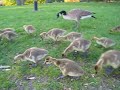 Baby geese