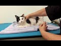 How To Groom a Long Haired Cat from Bathing to Drying and the Final Comb Out