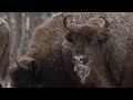 Facts: The Bison #facts #bison #northamerica #land #animals #wildlife