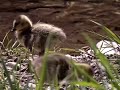 Canada Goose Goslings Leave the Nest