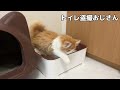 生後6ヶ月の子猫にお手を教えた結果ww