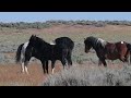 NEW 2024 WHOA Wild Horses of America Episode 1 McCullough Peaks Wyoming  by Karen King