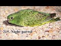 List of parrots (all 402 species with names and images)