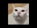 😂 Funniest Cats and Dogs Videos 😺🐶 || 🥰😹 Hilarious Animal Compilation №421