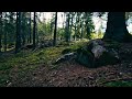 Dance Of The Wild Fairies 🧚🏻🌲|  whimsical ASMR | Austria