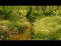 【自然の音】森の中を流れる小さな川 / Nature Sounds - A Small Brook Flowing Through the Forest