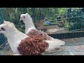 all sell🕊️ #fancypigeon#pigeon#kabutarbazi #viral#pigeonvlog #forupage #trending#bird #pigeonvideo