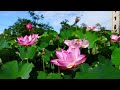 堀ノ内公園に咲き誇る、大賀ハス-Oga Lotus at Horinouchi Park TOKYO