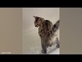 These FUNNY CATS will make you LAUGH SUPER HARD 😹 Funny ANIMALS videos 2024