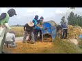 TRADITIONAL RICE HARVESTING IN EAST OKU DISTRICT, SOUTH SUMATRA