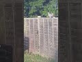 A video of some pigeons