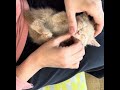 Getting your kitten used to being handled- featuring Betty the rescue kitten ❤️