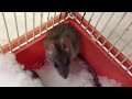 Rats are so clean!