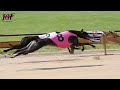 Greyhound: The Breed of the Fastest Sprinters on the Planet